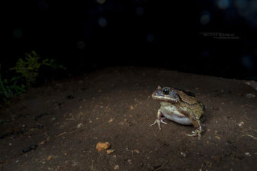 Leptopelis bocagii