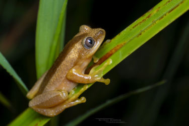 Afrixalus fornasini