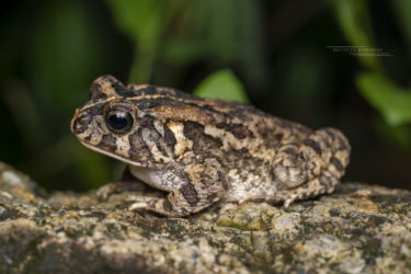 Sclerophrys gutturalis